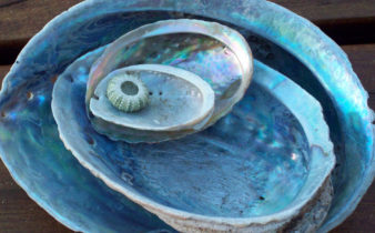 Paua Shells from Paua curry