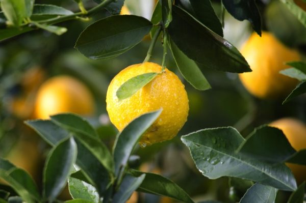 lemons